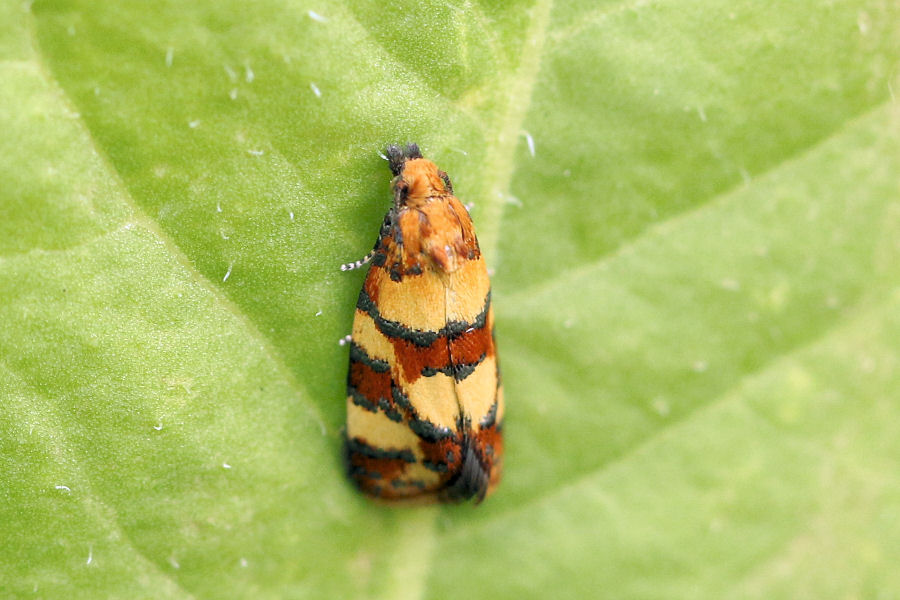 Tortricidae: Aethes tesserana?  S